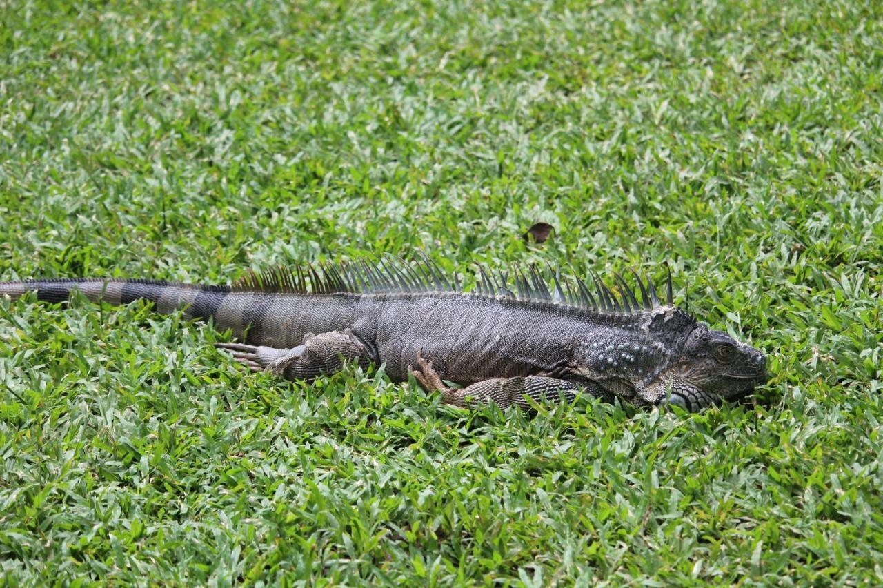 Iguana Libre Otel Dominical Dış mekan fotoğraf