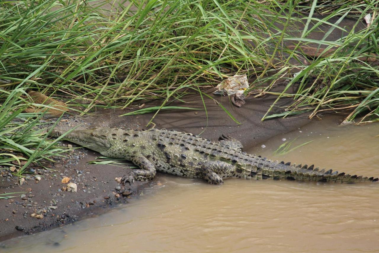 Iguana Libre Otel Dominical Dış mekan fotoğraf